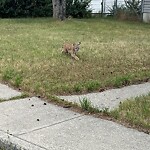 Wildlife Sightings at 1932 8 Av NE