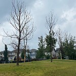 Tree Maintenance - City Owned at 733 Auburn Bay Bv SE