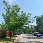 Tree Maintenance - City Owned at 523 Douglas Glen Bv SE