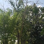 Tree Maintenance - City Owned at 332 Willow Park Dr SE