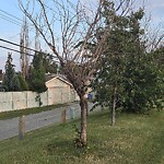 Tree Maintenance - City Owned at 231 Lake Willow Rd SE