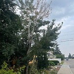 Tree Maintenance - City Owned at 653 28 Av NW