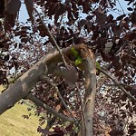 Tree Maintenance - City Owned at 25 Covepark Ba NE