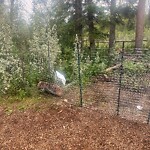 Fence or Structure Concern - City Property at 4999 85 St SW