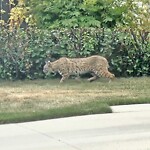 Wildlife Sightings at 72 Arbour Crest Rd NW