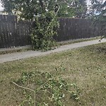 Tree Maintenance - City Owned at 100 Deerbow Ci SE