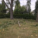 Tree Maintenance - City Owned at 371 Queensland Pl SE