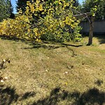 Tree Maintenance - City Owned at 15210 Mckenzie Lake Bv SE