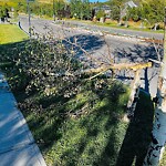 Tree Maintenance - City Owned at 612 Cranston Av SE