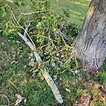 Tree Maintenance - City Owned at 2001 22 St SW