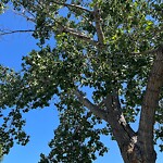 Tree Maintenance - City Owned at 835 22 Av SE