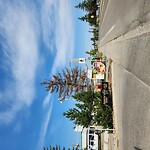 Tree Maintenance - City Owned at 3401 Spruce Dr SW