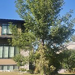 Tree Maintenance - City Owned at 326 12 Av NW