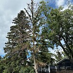 Tree Maintenance - City Owned at 2824 Grant Cr SW