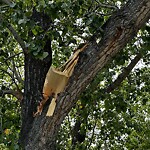 Tree Maintenance - City Owned at 1146 89 Av SW