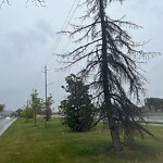 Tree Maintenance - City Owned at 10139 Macleod Tr S