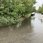 Catch Basin / Storm Drain Concerns at 98 Amiens Crescent SW Altadore