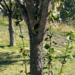 Tree Maintenance - City Owned at 49 7 A St NE