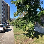 Tree Maintenance - City Owned at 835 Mcpherson Rd NE