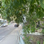 Tree Maintenance - City Owned at 95 25 Av SW