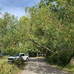 Tree Maintenance - City Owned at 9298 15 St SE