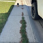 Sidewalk or Curb - Repair at 133 Applemead Cl SE