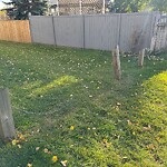 Fence or Structure Concern - City Property at 16 Arlington Pl SE