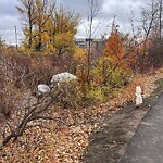 Debris on Street, Sidewalk, Boulevard at 2219 Stampede Tr SE