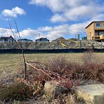 Tree Maintenance - City Owned at 218 Belmont St SW