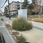 Shrubs, Flowers, Leaves Maintenance in a Park at 1740 54 St SE