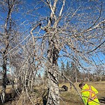 Tree Maintenance - City Owned at 410 Crescent Rd NW