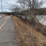 Tree Maintenance - City Owned at 45 Crowchild Tr NW