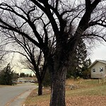 Tree Maintenance - City Owned at 1207 48 Av NW