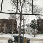 Tree Maintenance - City Owned at 317 6 Av NE