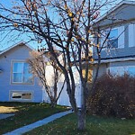 Tree Maintenance - City Owned at 32 Falmere Co NE