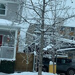 Tree Maintenance - City Owned at 913 1 Av NW