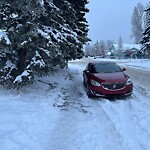 Tree Maintenance - City Owned at 1939 36 St SW