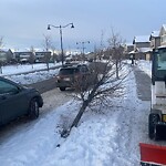 Tree Maintenance - City Owned at 1012 New Brighton Dr SE