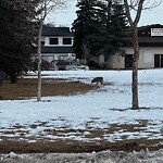 Coyote Sightings and Concerns at 1131 45 St SW