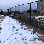 Coyote Sightings and Concerns at 7379 17 Av SW