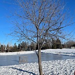 Tree Maintenance - City Owned at 4483 4 St SW