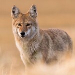 Coyote Sightings and Concerns at 4 Cranarch Cr SE