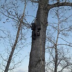 Tree Protection during Construction at 12 Varanger Pl NW