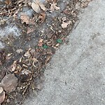 Debris on Street, Sidewalk, Boulevard at 2602 24 A St SW