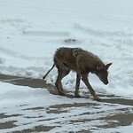 Coyote Sightings and Concerns at 812 Canna Cr Sw, Calgary, Ab T2 W1 N9