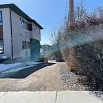 Coyote Sightings and Concerns at 51 Cambridge Rd NW