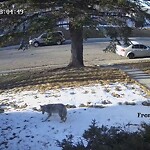 Coyote Sightings and Concerns at 6124 Blackthorn Cr NE