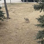 Coyote Sightings and Concerns at 48 Glamis Dr SW