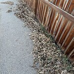 Debris on Street, Sidewalk, Boulevard at 183 Auburn Bay Bv SE