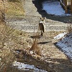Coyote Sightings and Concerns at 4728 45 St SW